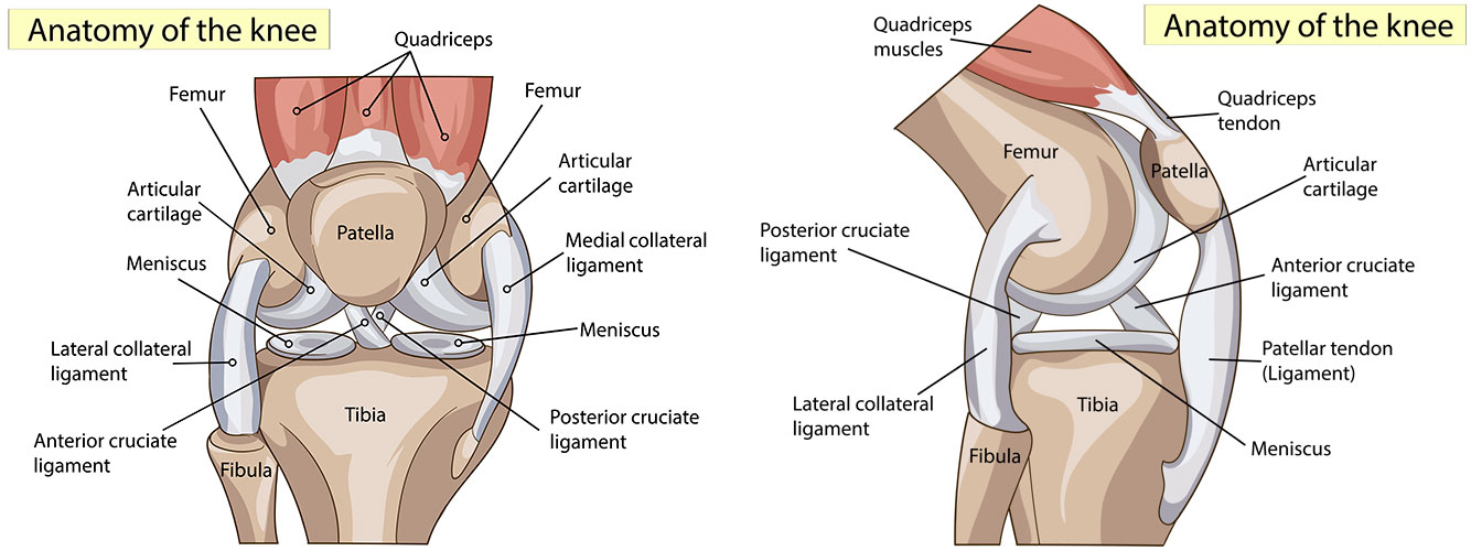 anatomy of the knee